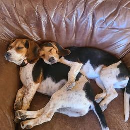 Beagles from S&R Ranch
