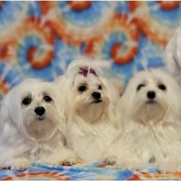 Girl 1 - Maltese puppy in Kinder, Louisiana from Bourque Maltese