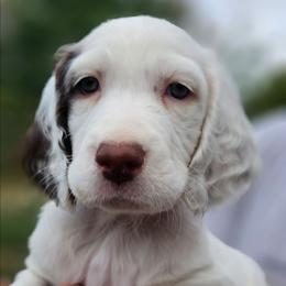 Girl 1 - Liver right ear patch - Liver belton female English Setter puppy in Boise, Idaho from English Setters of the Eyrie
