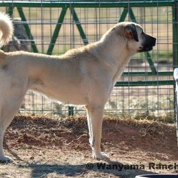 Jo - Anatolian Shepherd Dog
