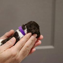 Labradoodle Puppies from SOLA Doodles