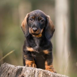 Dachshund Puppies from HighStyle Dachshunds