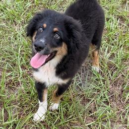 Red - Black tri male Miniature Australian Shepherd puppy in 32046, Florida from River Hill Ranch