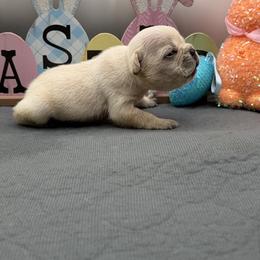 Claudia - Cream female French Bulldog puppy in Largo, Florida from Infinity Frenchies