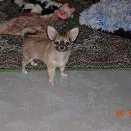 Boy 2 - Black sabled fawn male Chihuahua puppy in Deridder, Louisiana from BG's Chihuahua