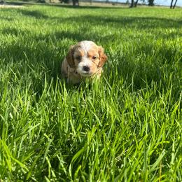Ranger - Red and white male Cockapoo puppy in Elgin, Texas from Good Grief Doodles