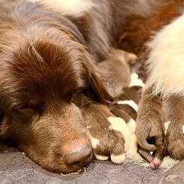 Eight - Brown male Newfoundland puppy in Tully, New York from Bear Paw Newfoundlands