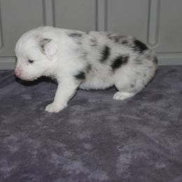 Girl 3 - female Miniature American Shepherd puppy in South El Monte, California from Red Moon Mini Aussies