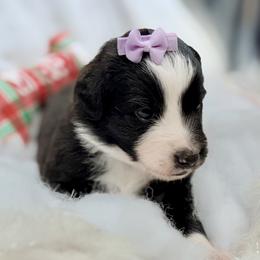 Purple collar with tail - Black tri female Miniature Australian Shepherd puppy in 32046, Florida from River Hill Ranch