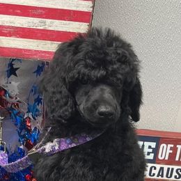 Poodles from Poodles by Kiki