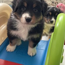 Black tri female 2 (pink) - Black tri-color female Australian Shepherd puppy in Diamond Springs, California from Two Rivers Aussies