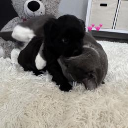 Pink Girl - Black and gold female Shorkie puppy in San Tan Valley, Arizona from Great Mates