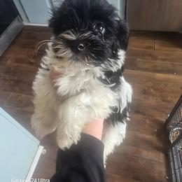 Oreo - Black and white male Havanese puppy in Melba, Idaho from Lawson Havanese