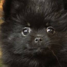 Pomeranians from Robbins Poms