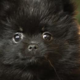 Pomeranians from Robbins Poms