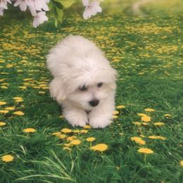 Toby - White male Maltese puppy in North Myrtle Beach, South Carolina from Perfect Puppies