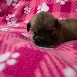 Lhasa Apso Puppies from Shangri-La Lhasa Apsos