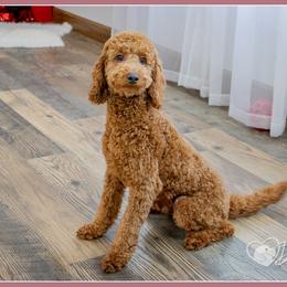 Diego - Red male Cockapoo puppy in Connersville, Indiana from Deaz Doodle Ranch