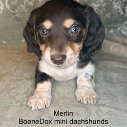 Merlin - Piebald male Dachshund puppy in Lexington, Oklahoma from BooneDox Miniature Dachshunds