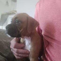 Boxer Puppies from Fleming Pups