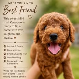 Copper - Red male Cavapoo puppy in Council Bluffs, Iowa from The Doodle Den