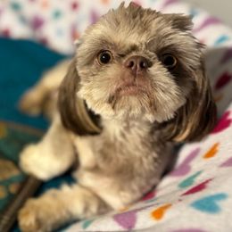 Bella - Shih Tzu