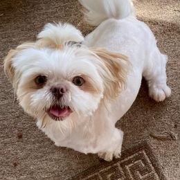 Shih Tzus from Simply Shih Tzu