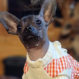 Meadow - Xoloitzcuintli