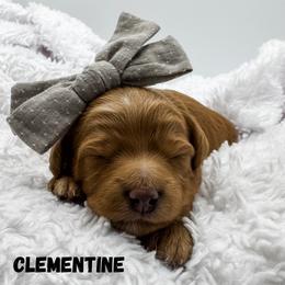 Clementine - Red  female Goldendoodle puppy in Eagle Mountian, Utah from The Puppy Family