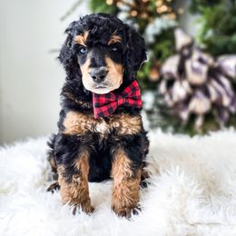 Glenn - Phantom male Poodle puppy in Gaylord, Michigan from Dog Mom Co.