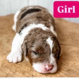Girl 4 - Red merle female Aussiedoodle puppy in Arlington, Washington from Doodle Love Laugh