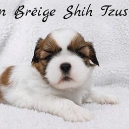 AKC Red & White Parti Male - Red and white male Shih Tzu puppy in Las Vegas, Nevada from Beirin Breige Shih Tzus