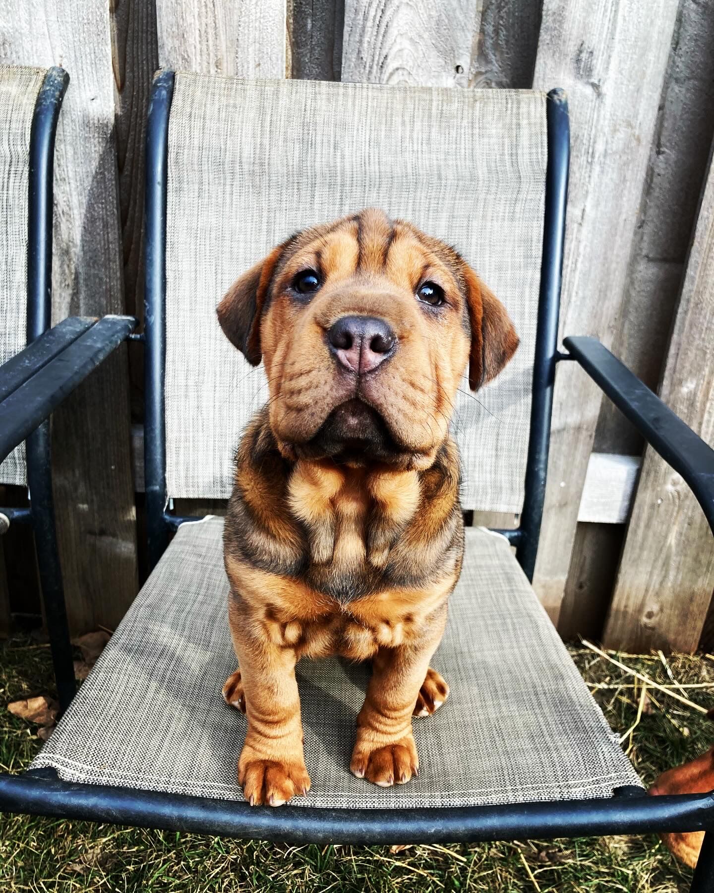 Beagle shar pei mix clearance puppies