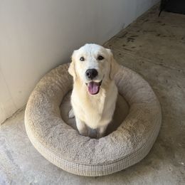 Gem - Golden Retriever