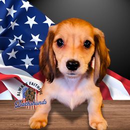 AFDs Lumi - Red Dachshund puppy in Waverly, Ohio from Always Faithful Dachshunds