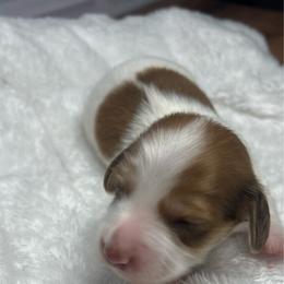 Green - Red male Dachshund puppy in Miami, Florida from Maitime Dachshund