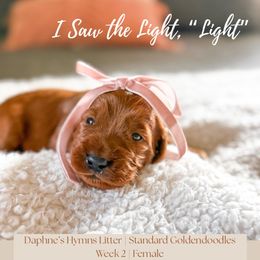 Light - Red  female Goldendoodle puppy in Marietta, Georgia from Reece + Co Doodles & Poodles
