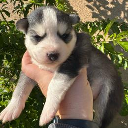 Candy - Black and white female Pomsky puppy in La Verne, California from Red Cedar Pomskies