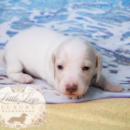 AKC Cove - Cream male Dachshund puppy in Christiansburg, Virginia from Little Legs Luxury Dachshunds LLC