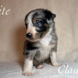 Claus - Blue merle male Miniature Australian Shepherd puppy in Corpus Christi, Texas from Elite Miniature Australian Shepherds