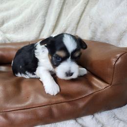 Butch - Parti male Yorkshire Terrier puppy in Tacoma, Washington from Anks Toys Yorkshire terriers
