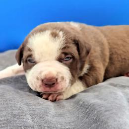 Chocolate Ticked Male - Chocolate tri-color male American Bully puppy in Lexington, Kentucky from Deuce's Den