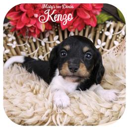 KENZO - AKC Registered - Black and tan male Dachshund puppy in Graceville, Florida from Misty's 101 Doxies
