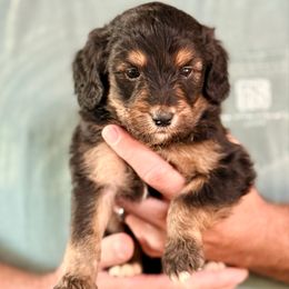 Bud - Black phantom male Aussiedoodle puppy in Eastman, Georgia from Dood B Ranch