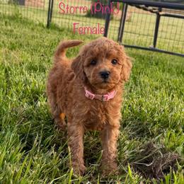 Storm - Red  female Goldendoodle puppy in De Pere, Wisconsin from Kinzor Kennels