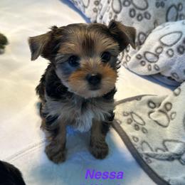 Nessa - Black and tan female Yorkshire Terrier puppy in Ashland, Kentucky from Yorkie Paw