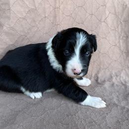 Girl 2 - Black and white female Border Collie puppy in Centerville, Washington from Forthright Farms