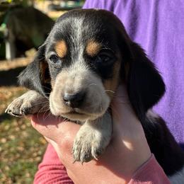 Female 3 - Black brown and white female Basset Hound puppy in Lindley, New York from Hill Top Basset Hounds & Cane Corso