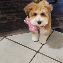 Bernedoodle, Cavapoo, Havanese, and Havapoo Puppies from Lady Paws Puppies - Cassie