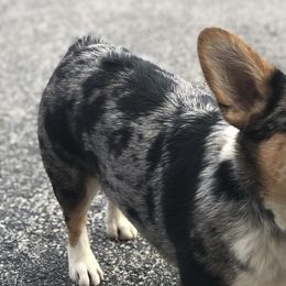 American Corgis and Pembroke Welsh Corgis from Rawson Ridge Corgis
